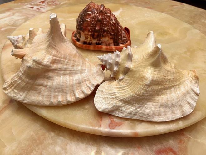 女皇凤凰螺_女王凤凰螺介绍_女王凤凰螺特征分布