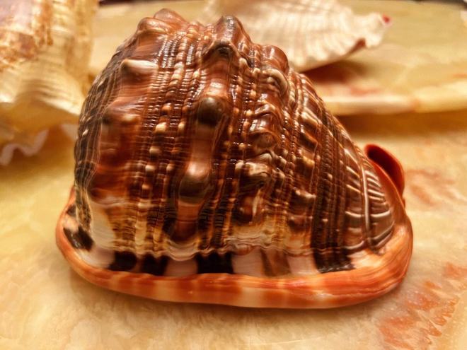 女王凤凰螺特征分布_女王凤凰螺介绍_女皇凤凰螺