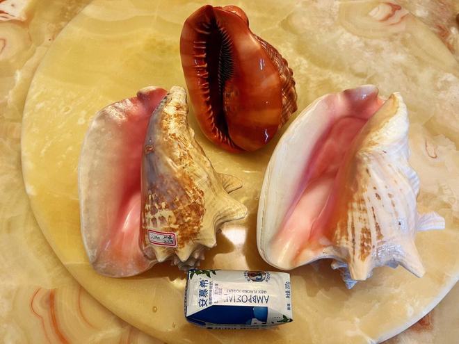 女王凤凰螺介绍_女皇凤凰螺_女王凤凰螺特征分布