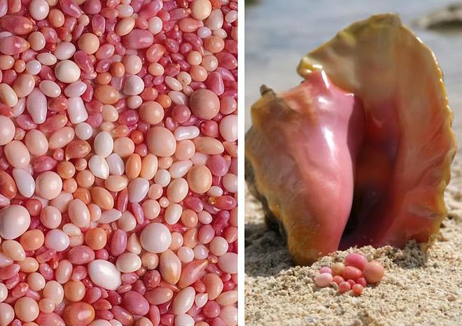 女皇凤凰螺_女王凤凰螺特征分布_女王凤凰螺介绍