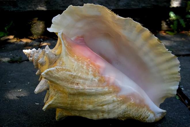 女王凤凰螺特征分布_女王凤凰螺介绍_女皇凤凰螺