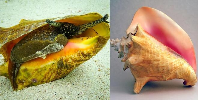 女王凤凰螺特征分布_女王凤凰螺介绍_女皇凤凰螺