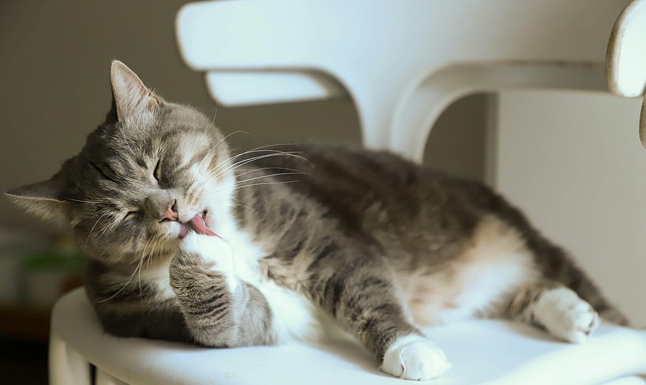 优质猫粮选购标准_多大的猫可以吃猫薄荷_猫一个月吃多少斤猫粮