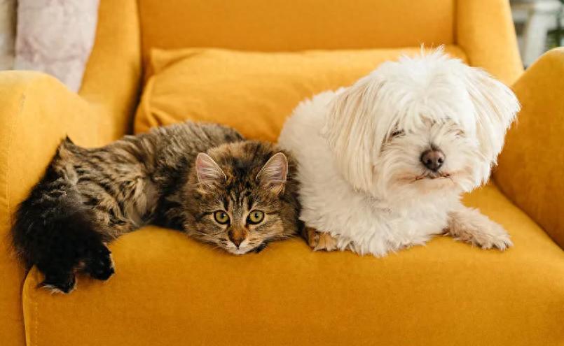 宠物蔓越莓粉选购指南_多大的猫可以吃猫薄荷_蔓越莓粉对宠物泌尿系统的影响