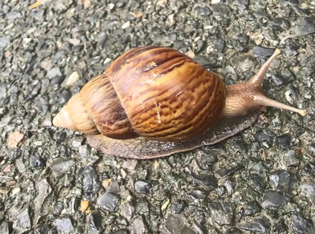 萤火虫饲养方法_中国昆虫生态大图鉴_萤火虫人工养殖