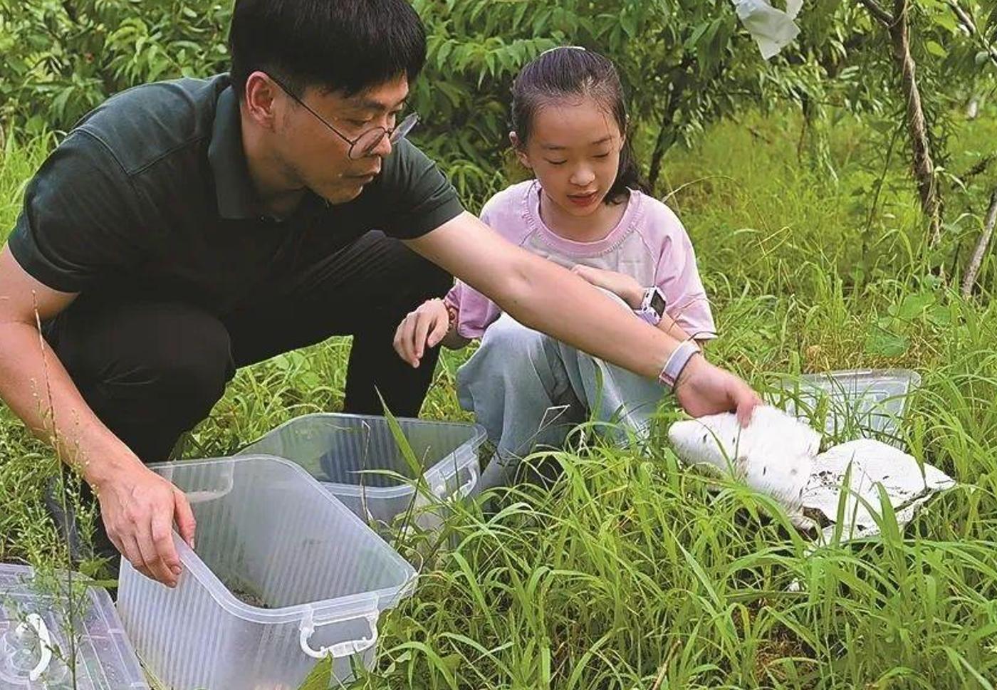 萤火虫人工养殖_萤火虫饲养方法_中国昆虫生态大图鉴