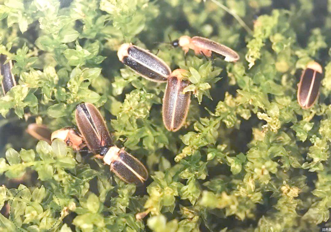 中国昆虫生态大图鉴_萤火虫饲养方法_萤火虫人工养殖