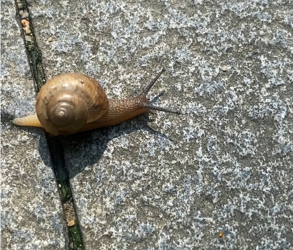 萤火虫饲养方法_萤火虫人工养殖_中国昆虫生态大图鉴