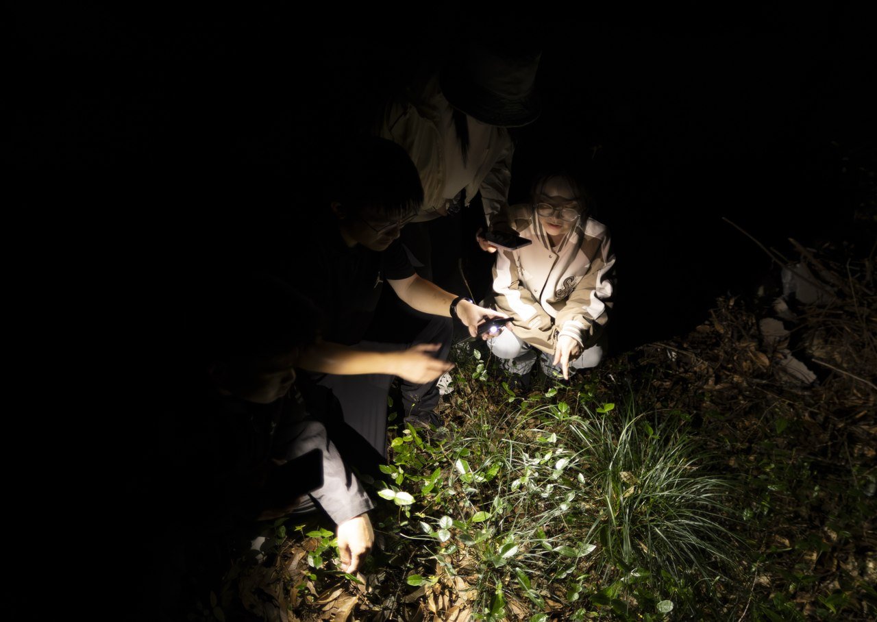 中国昆虫生态大图鉴_萤火虫人工养殖_萤火虫饲养方法