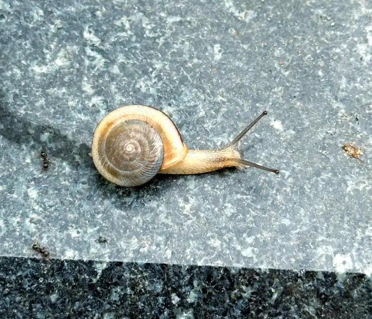 中国昆虫生态大图鉴_萤火虫人工养殖_萤火虫饲养方法