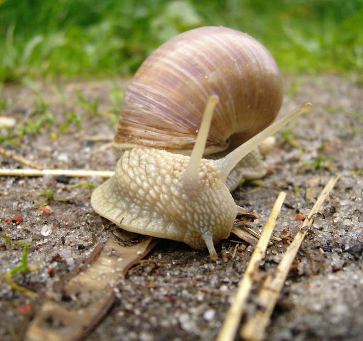 中国昆虫生态大图鉴_萤火虫人工养殖_萤火虫饲养方法