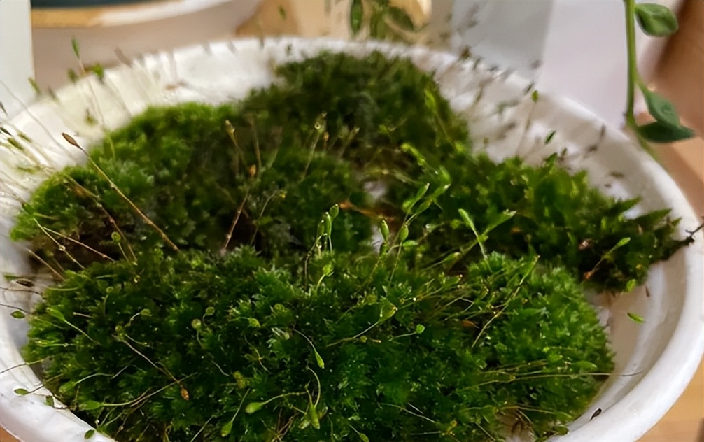 萤火虫饲养方法_中国昆虫生态大图鉴_萤火虫人工养殖