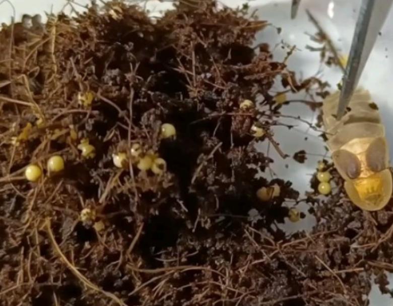 中国昆虫生态大图鉴_萤火虫饲养方法_萤火虫人工养殖