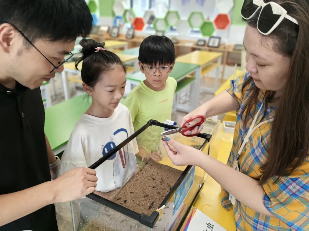 中国昆虫生态大图鉴_萤火虫人工养殖_萤火虫饲养方法