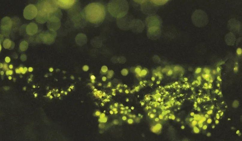 萤火虫人工养殖_中国昆虫生态大图鉴_萤火虫饲养方法