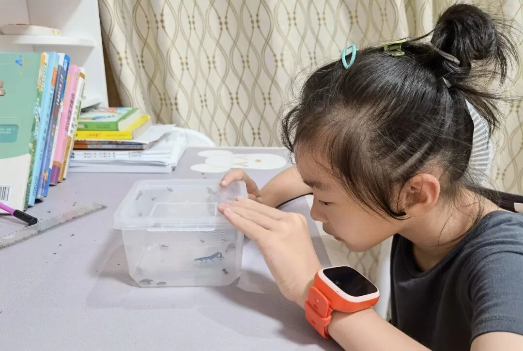 萤火虫饲养方法_中国昆虫生态大图鉴_萤火虫人工养殖