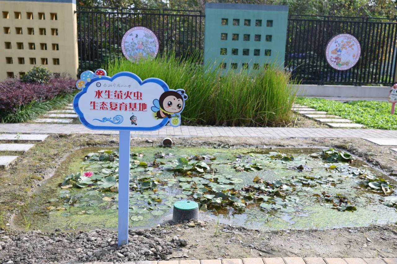 中国昆虫生态大图鉴_萤火虫人工养殖_萤火虫饲养方法