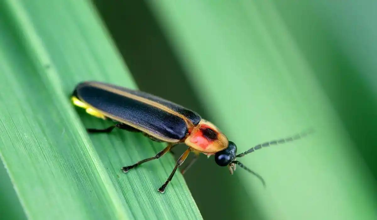 中国昆虫生态大图鉴_萤火虫饲养方法_萤火虫人工养殖