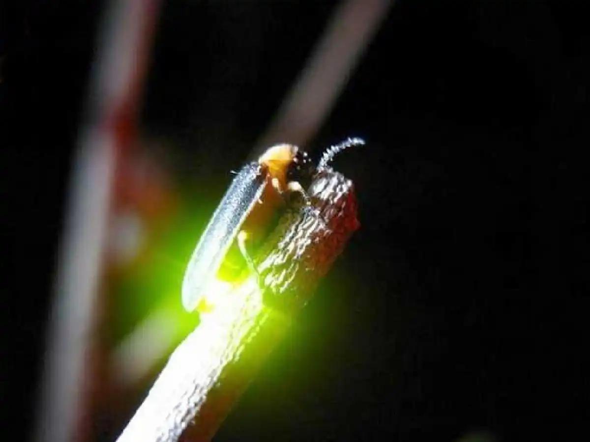 中国昆虫生态大图鉴_萤火虫人工养殖_萤火虫饲养方法
