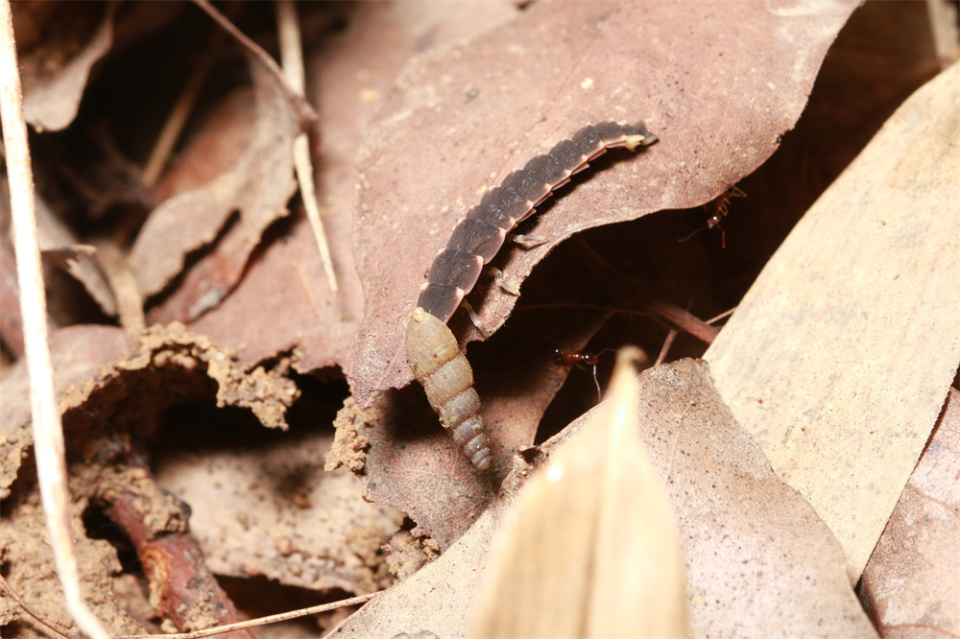 中国昆虫生态大图鉴_萤火虫饲养方法_萤火虫人工养殖