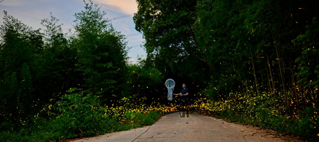 萤火虫饲养方法_中国昆虫生态大图鉴_萤火虫人工养殖