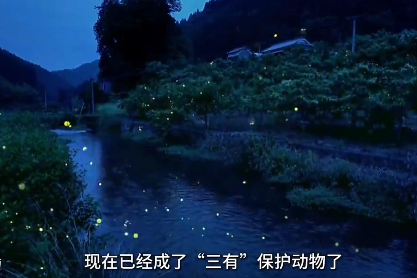 中国昆虫生态大图鉴_萤火虫人工养殖_萤火虫饲养方法