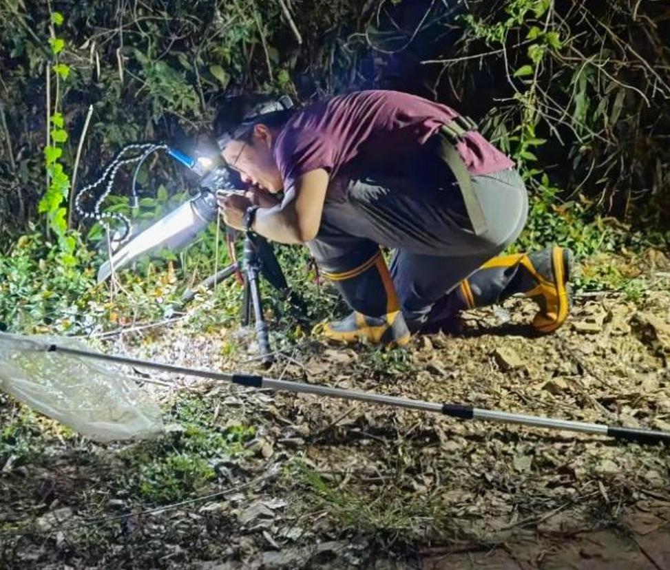 中国昆虫生态大图鉴_萤火虫人工养殖_萤火虫饲养方法