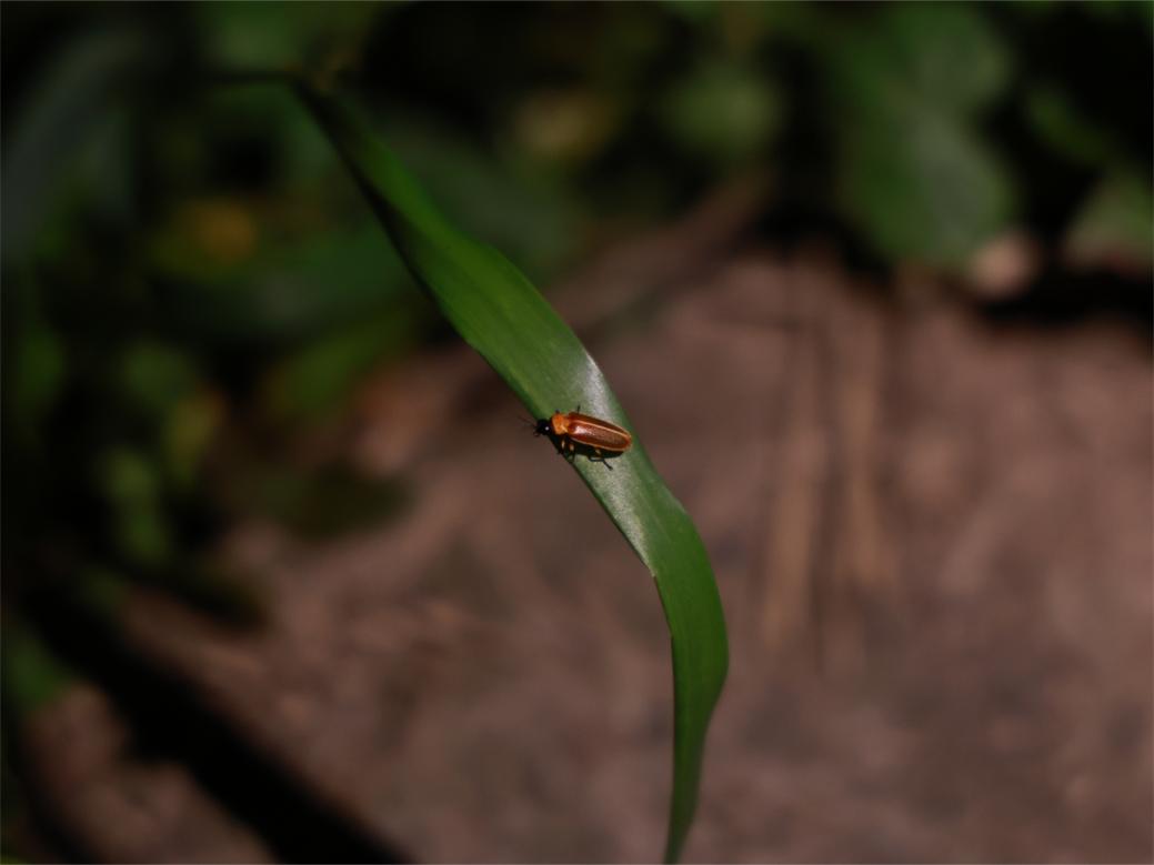 萤火虫人工养殖_萤火虫饲养方法_中国昆虫生态大图鉴