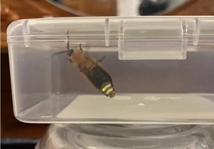 萤火虫人工养殖_中国昆虫生态大图鉴_萤火虫饲养方法