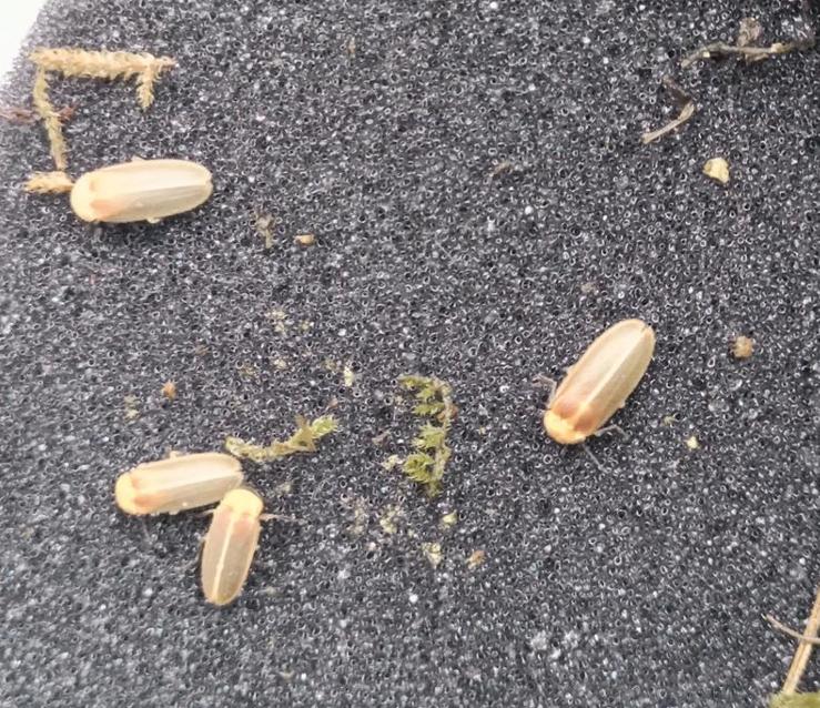 萤火虫人工养殖_萤火虫饲养方法_中国昆虫生态大图鉴