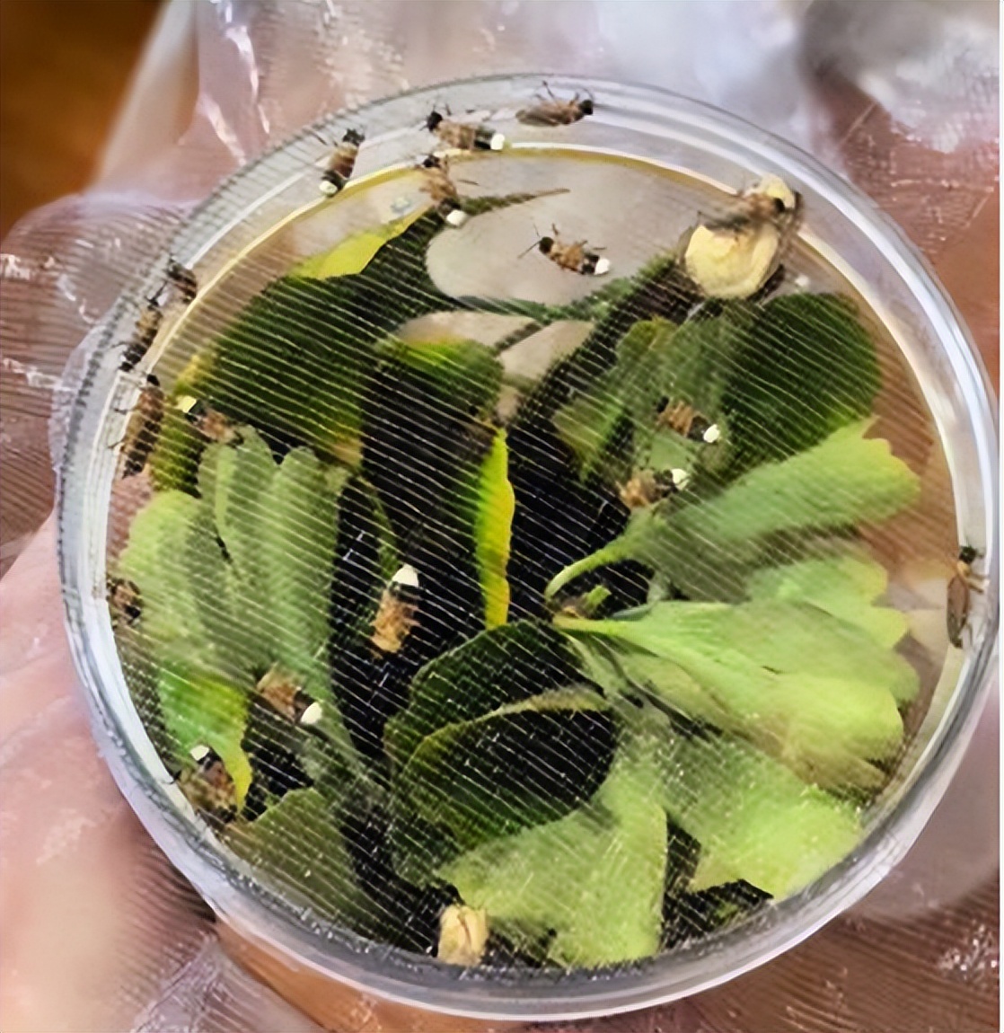 萤火虫人工养殖_中国昆虫生态大图鉴_萤火虫饲养方法