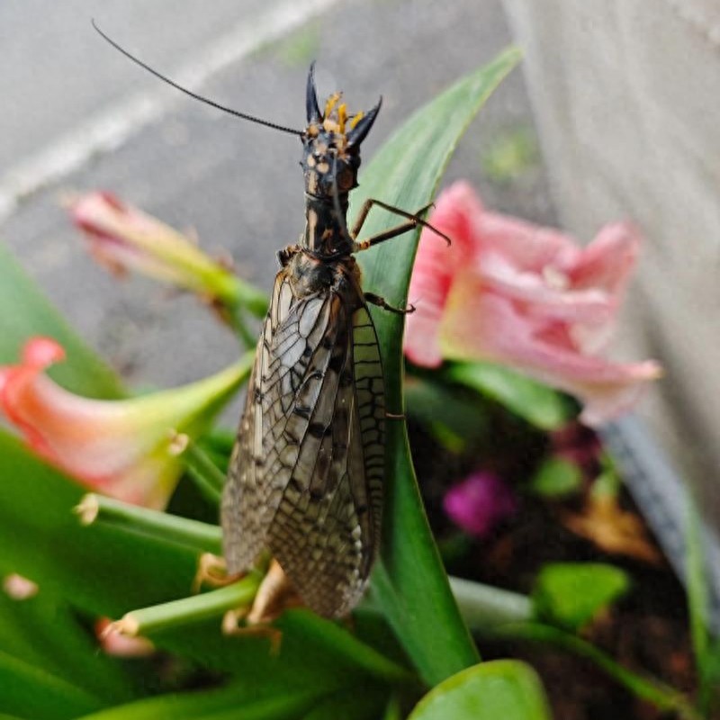 巨齿蛉养殖_中国昆虫生态大图鉴_爬沙虫价值