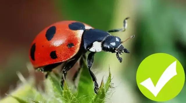 昆虫纲分类学_中国昆虫生态大图鉴_昆虫身体构造特征