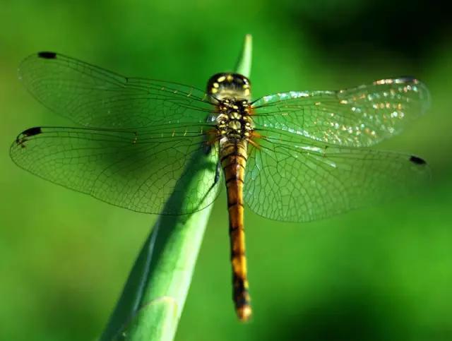 昆虫纲分类学_中国昆虫生态大图鉴_昆虫身体构造特征