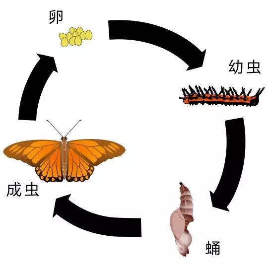 昆虫身体构造特征_中国昆虫生态大图鉴_昆虫纲分类学