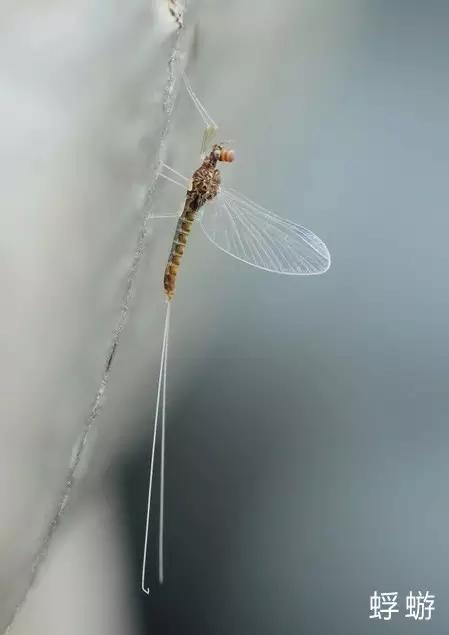 昆虫身体构造特征_昆虫纲分类学_中国昆虫生态大图鉴