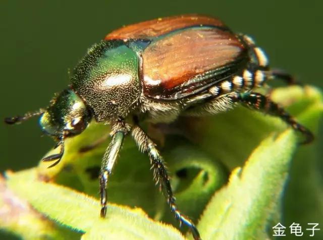 昆虫身体构造特征_中国昆虫生态大图鉴_昆虫纲分类学
