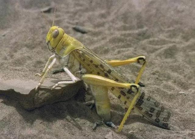 昆虫身体构造特征_中国昆虫生态大图鉴_昆虫纲分类学