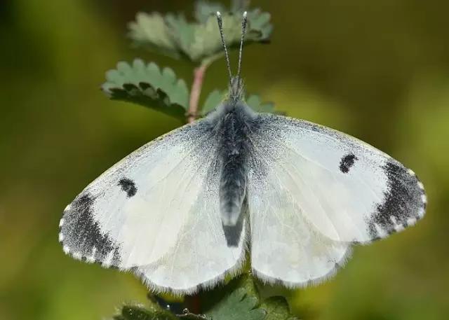 昆虫纲分类学_昆虫身体构造特征_中国昆虫生态大图鉴