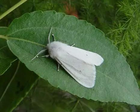 昆虫纲分类学_中国昆虫生态大图鉴_昆虫身体构造特征