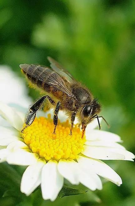 昆虫身体构造特征_昆虫纲分类学_中国昆虫生态大图鉴