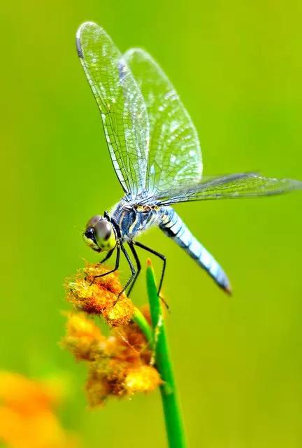 中国昆虫生态大图鉴_昆虫身体构造特征_昆虫纲分类学
