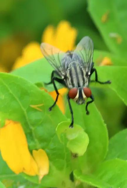 昆虫纲分类学_昆虫身体构造特征_中国昆虫生态大图鉴