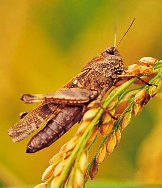 昆虫身体构造特征_昆虫纲分类学_中国昆虫生态大图鉴