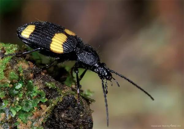 昆虫纲分类学_昆虫身体构造特征_中国昆虫生态大图鉴