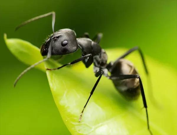中国昆虫生态大图鉴_昆虫纲分类学_昆虫身体构造特征