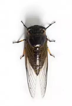 昆虫纲分类学_中国昆虫生态大图鉴_昆虫身体构造特征