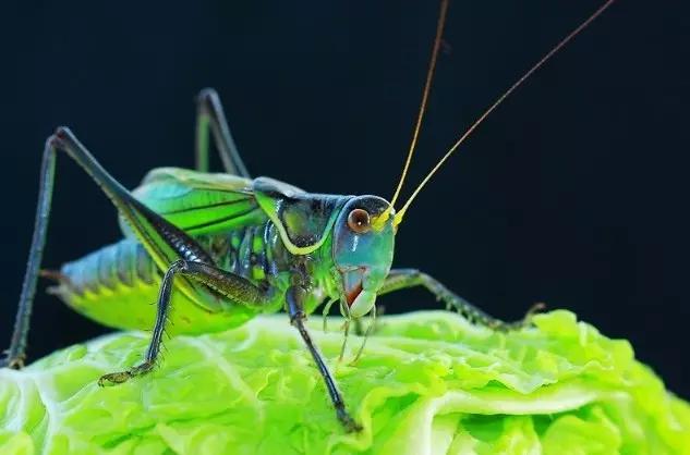 昆虫纲分类学_昆虫身体构造特征_中国昆虫生态大图鉴
