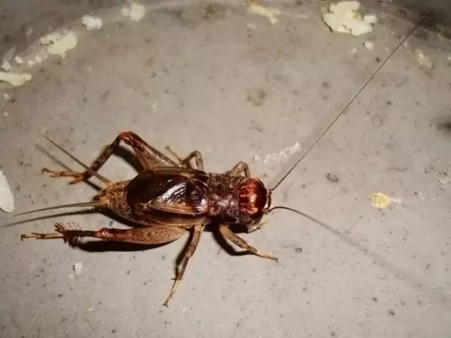 昆虫纲分类学_中国昆虫生态大图鉴_昆虫身体构造特征