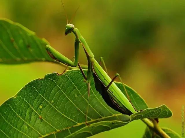 昆虫身体构造特征_昆虫纲分类学_中国昆虫生态大图鉴